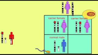 GENETICS 1 SEX LINKAGE PUNNETT SQUARES [upl. by Nednil595]