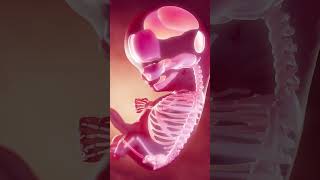 skelton system of fetus in womb at 8 weeks [upl. by Catherin]