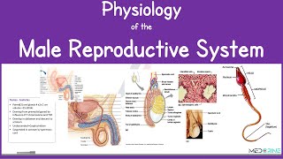 Male Reproductive System Anatomy and Physiology Explained [upl. by Ecnatsnoc313]