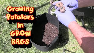 Chitting amp Planting Seed Potatoes in Grow Bags Yukon Russett [upl. by Nniuqal]