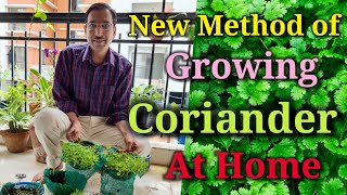 New Method of Growing Coriander at Home Just Try it to get 100 Success [upl. by Perlie821]