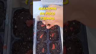 Germinando Fresas En Maceta  Cómo plantar fresas en casa fácil y rápido [upl. by Yniar]