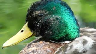 Male Mallard Ducks [upl. by Cassie]