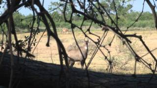 Texas Nilgai Hunt September 2011 Wildlife Systems [upl. by Kirwin]