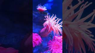 plumose sea anemone osaka aquarium flowers shortvideo shortsfeed shorts [upl. by Asilahs]