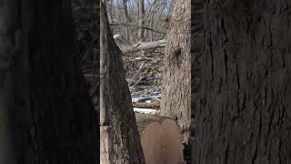 TSI Work On The Farms Allow Sunlight To Hit The Forest Floor and Create Amazing Deer Bedding Area [upl. by Hgielsa]