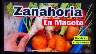 CULTIVO DE ZANAHORIA EN MACETA  HUERTO EN CASA  ORGANICO [upl. by Eedolem]