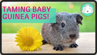 Taming Baby Guinea Pigs Step By Step  Squeak Dreams [upl. by Scopp]