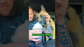 Dogs Epic Reaction to Pup Cup 😂 shorts [upl. by Ahsilef]