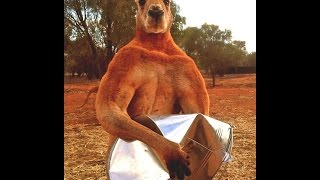 7 secrets of Roger The Kangaroo Strongest Animal Bodybuilder Ever france italy spanish [upl. by Thissa]