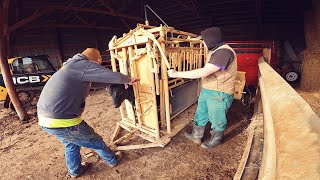 Castrating amp Vaccinating Feeder Cattle [upl. by Meesan]