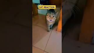 Cat reaction reaction comedy shorts cat funny [upl. by Raul]