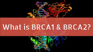 What is BRCA1 and BRCA2 [upl. by Boudreaux707]