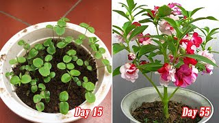 How to grow Impatiens balsamina from seeds is easy [upl. by Linkoski146]