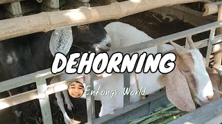 DEHORNING OUR BABY GOATS [upl. by Lanti899]