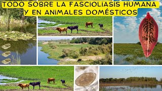 Fasciola hepatica y Fascioliasis  una zoonosis parasitaria reemergente de gran impacto en rumiantes [upl. by Alaik147]