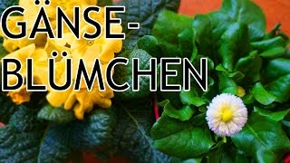 Das Gänseblümchen als Alternative zur Primel [upl. by Dnomder550]