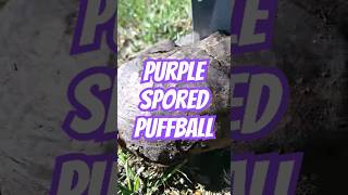 Purple Spored Puffball Mushroom🍄 foraging mushrooms fungi mycology mushrooms puffball spores [upl. by Sixel]