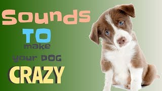 Sounds That Will Make Your Dog Tilt Their Head Doorbell I PROMISE [upl. by Neenwahs492]