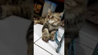 Cat indonesia vs cat persiancatlover cat cats catvideos catshorts [upl. by Betty625]