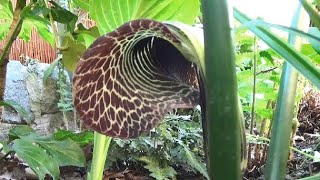 Arisaema griffithii beautiful Cobra Lily amp easy to grow [upl. by Yancy]