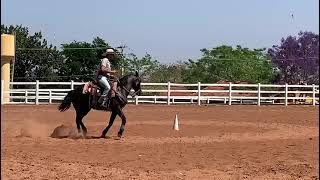 Galopar um círculo pequeno exige muito do corpo do animal Evite esse exercício em potros [upl. by Nylacaj]