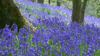 BLUEBELL WOODS in Northwest England [upl. by Iat]