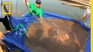 Giant Freshwater Stingray  National Geographic [upl. by Alvin884]