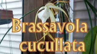 Brassavola cucullata [upl. by Naves]