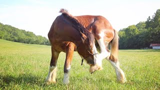 Draft Horse POWER TOOL Hoof Trim [upl. by Ezar]