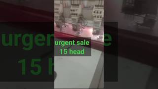 COMPUTER EMBROIDERY MACHINE FOR SALE  OLD EMBROIDERY MACHINE  SAREE EMBROIDERY MACHINE  EMB DST👍 [upl. by Brogle]