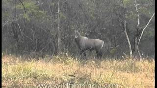 Nilgai or Bluebull in Panna Madhya Pradesh [upl. by Yoong]