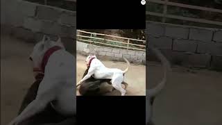 Cane corso vs Dogo Argentino Dogs behavior and body language dog ytshorts shorts trending [upl. by Yhtamit]