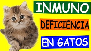 Inmunodeficiencia en GATOS Comprendiendo el SIDA FELINO y la LEUCEMIA [upl. by Youngman657]