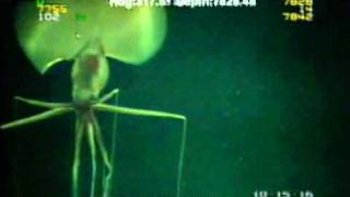 Magnapinna Squid Filmed at Drilling Site [upl. by Amapuna]