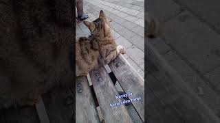 akşam davetsiz misafirim😺 istanbul catvideoscat catlowerkeşfetbeniöneçıkar yotubeshorts [upl. by Notlef]