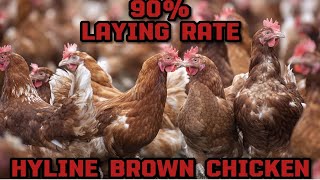 How to raise 200 layers hyline brown chicken 🐔giving 180  190 eggs per day [upl. by Alesiram]