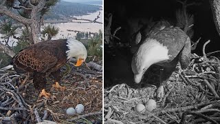 FOBBV Eagles 🦅Jackie amp Shadow appear to bid their eggs farewell 😥 Together and in song💕🎶2024 Apr 11 [upl. by Evadne590]