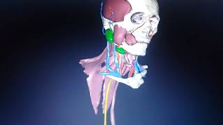 ANATOMIE NUMÉRIQUE DE LA VEINE JUGULAIRE INTERNE ET FORMATION DE LA VEINE CAVE SUPÉRIEURE [upl. by Nylinnej]