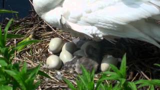 Swan Lake Cygnets from rehearsal to stage extract  English National Ballet [upl. by Ikila]