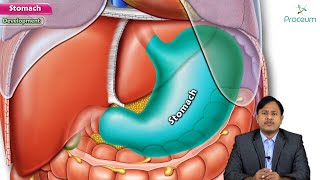 Anatomy of Stomach  Location Relations Arterial supply Venour drainage Nerve supply Embryology [upl. by Thilde]