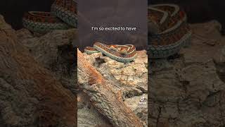 California Red Sided Garter Snakes notforsale tucson arizona everevolvingexotics reptiles [upl. by Cloris353]