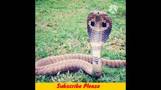 Inland Taipan Vs Indian Cobra Which is Most Dangerous 🐍shorts snake nature [upl. by Sarita256]