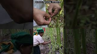 ஏலக்காய் எப்படி அறுவடை செய்கிறார்கள் தெரியுமா  cardamom harvesting cardamom cardamomharvesting [upl. by Shirlee398]