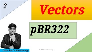 pBR322 Plasmid  Clonning Vectors  Hindi [upl. by Irneh]