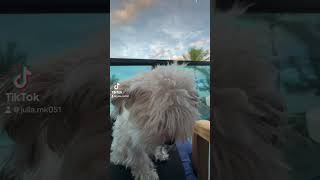 Adorable Havanese Puppy Enjoying The Ocean And Sunrise [upl. by Sherill]