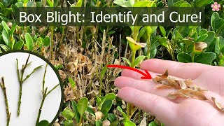 How to Identify and Cure Box Blight Fungus Boxwood Blight [upl. by Akema]