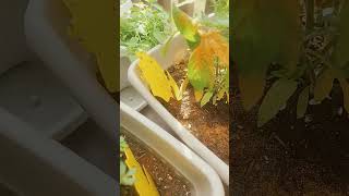 Is this the solution for Gnats gnats firstimegardener gardeningjourney gardening patiogarden [upl. by Ahsier]