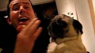 BEST PUG HOWL EVER penny the pug sings quottake me out to the ballgamequot please subscribe [upl. by Upton]