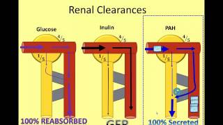 The Nephron in Numbers A Video of Renal Clearance [upl. by Zins]